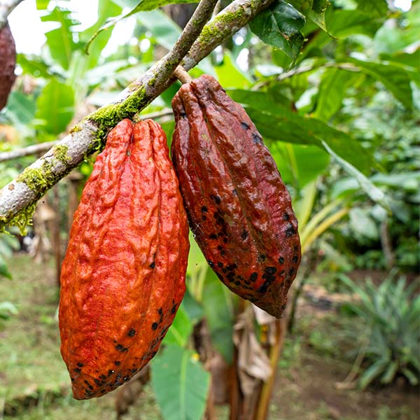 YHU life Amazon Cacao